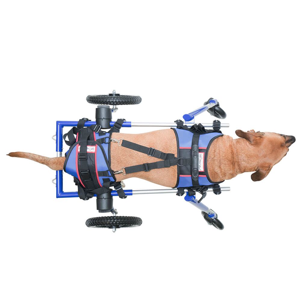 Handicapped pets hot sale harness