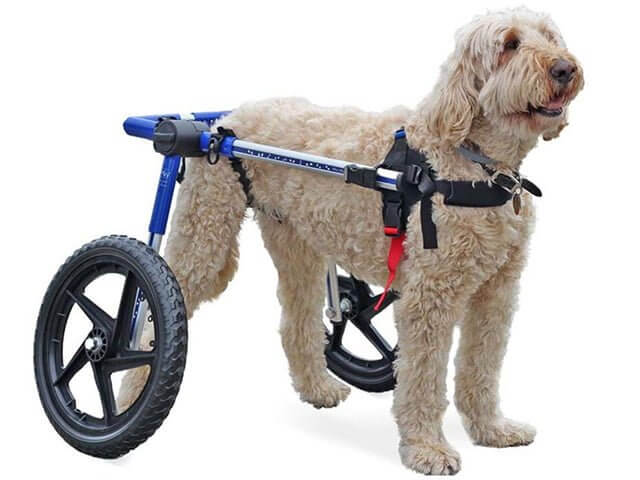 Handicap dog outlet supplies