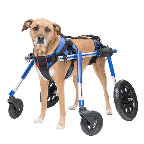 Handicapped sales dog products