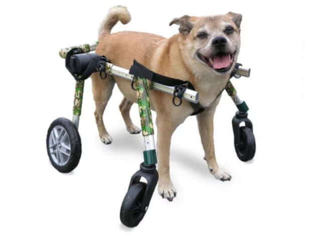 Handicapped dog clearance products