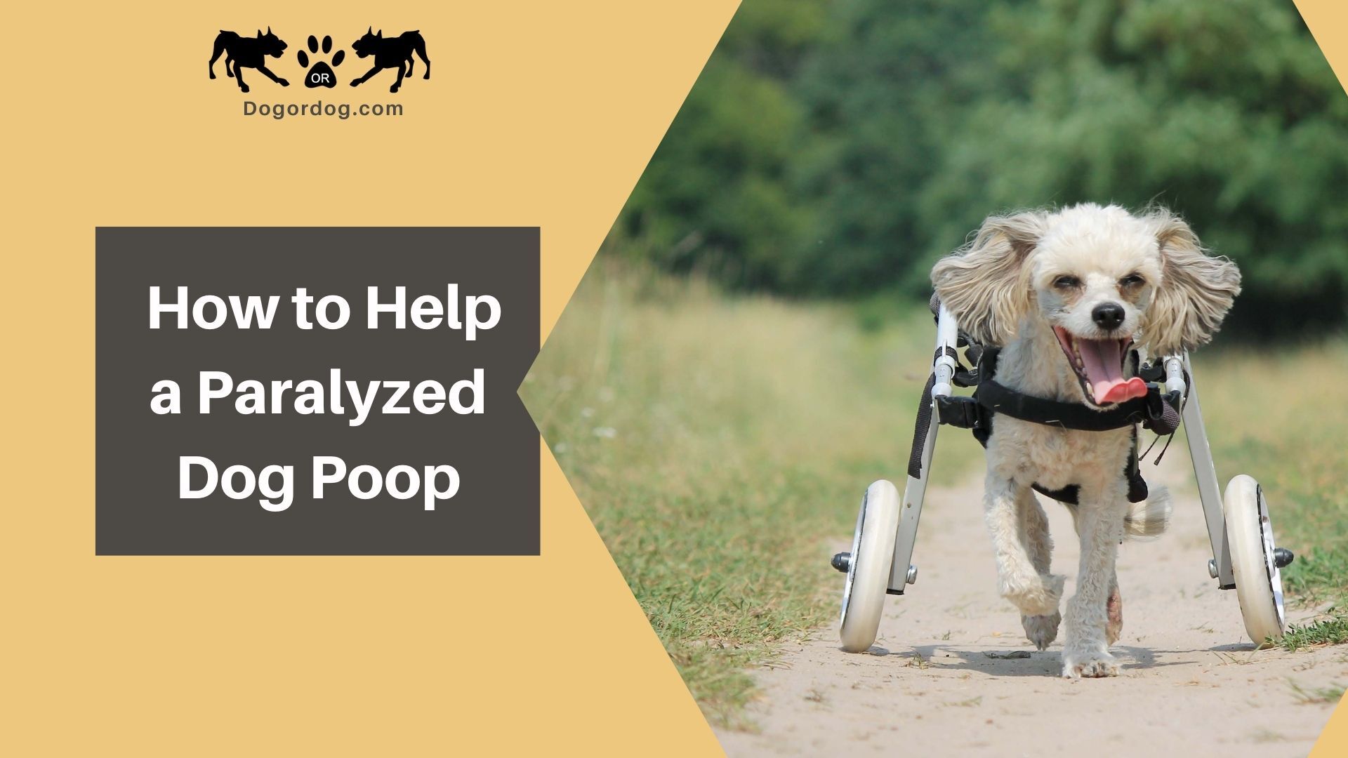 how-to-help-a-paralyzed-dog-poop-3-easy-tips-you-should-try